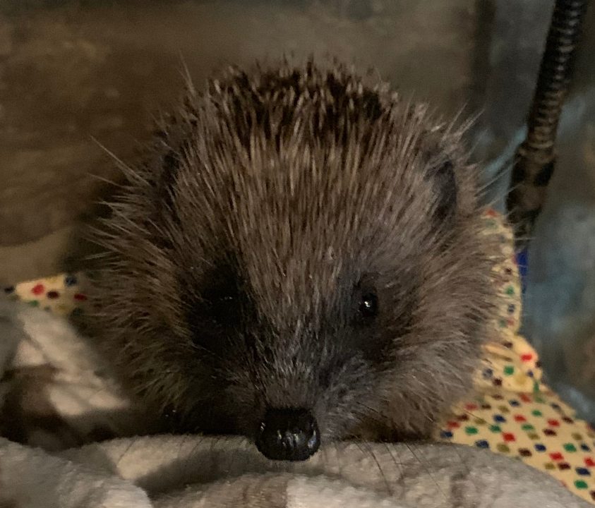sonic1 One of the rescued hedgehogs