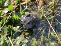 Frog photo