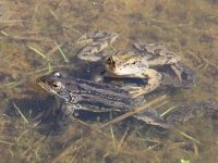 2 frogs in photo
