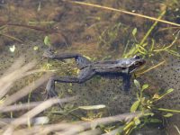 Frog photo