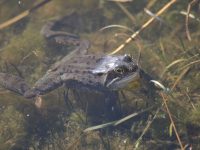 Frog photo