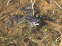 Frog photo