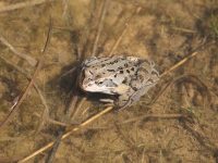 Frog photo