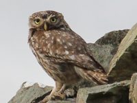 owl visiting Farplace