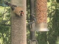 Bird Feeders