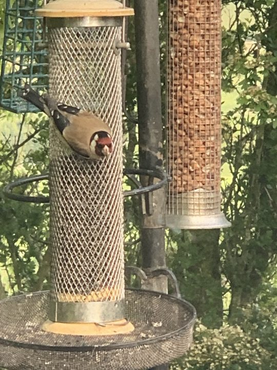 Bird Feeders