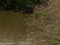 ducks in pond