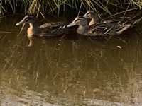 ducks in pond