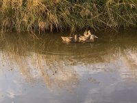 ducks in pond