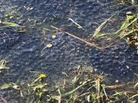 frogspawn