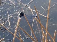 frog in pond