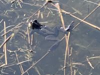 frog in pond