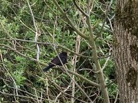 Bird at Farplace