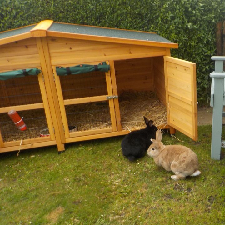 Thumper and Flower in their new home