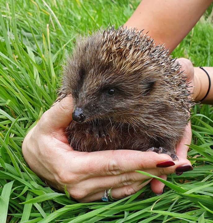 Peanut hedgehog Peanut
