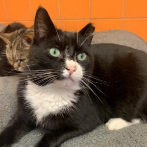 Christmas meals for animals at Farplace