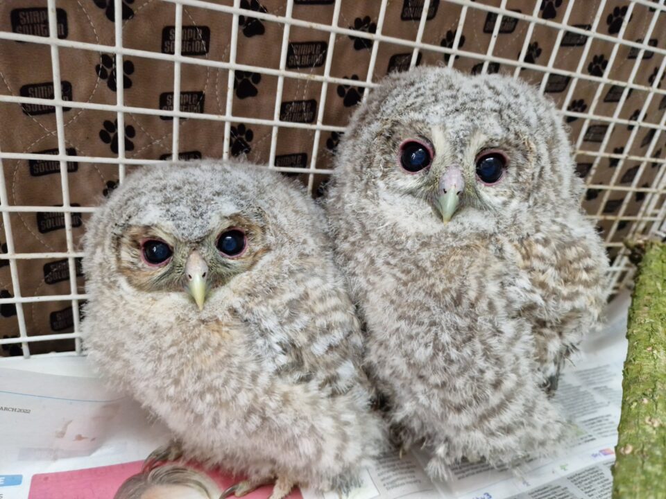 Photo of two young tawny owls