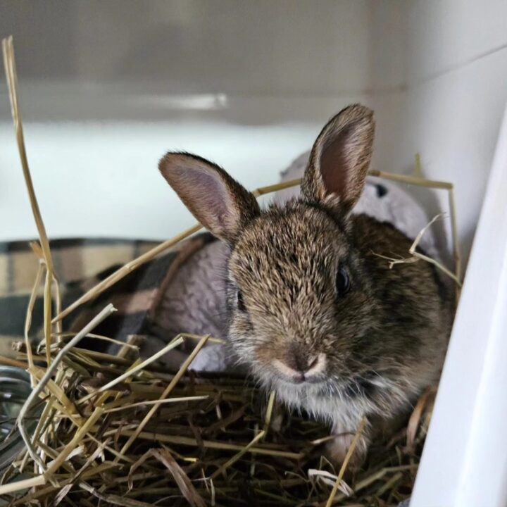 bunny