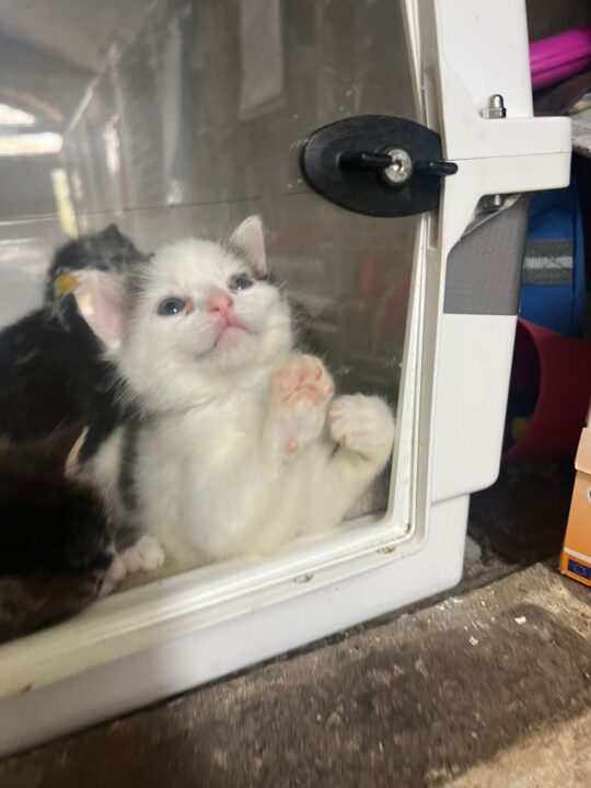 kitty