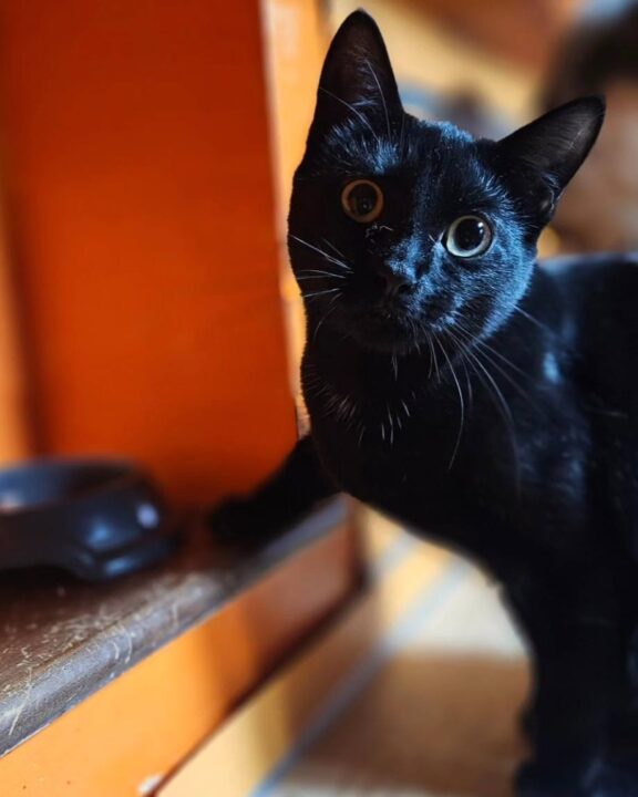 Black cats rule