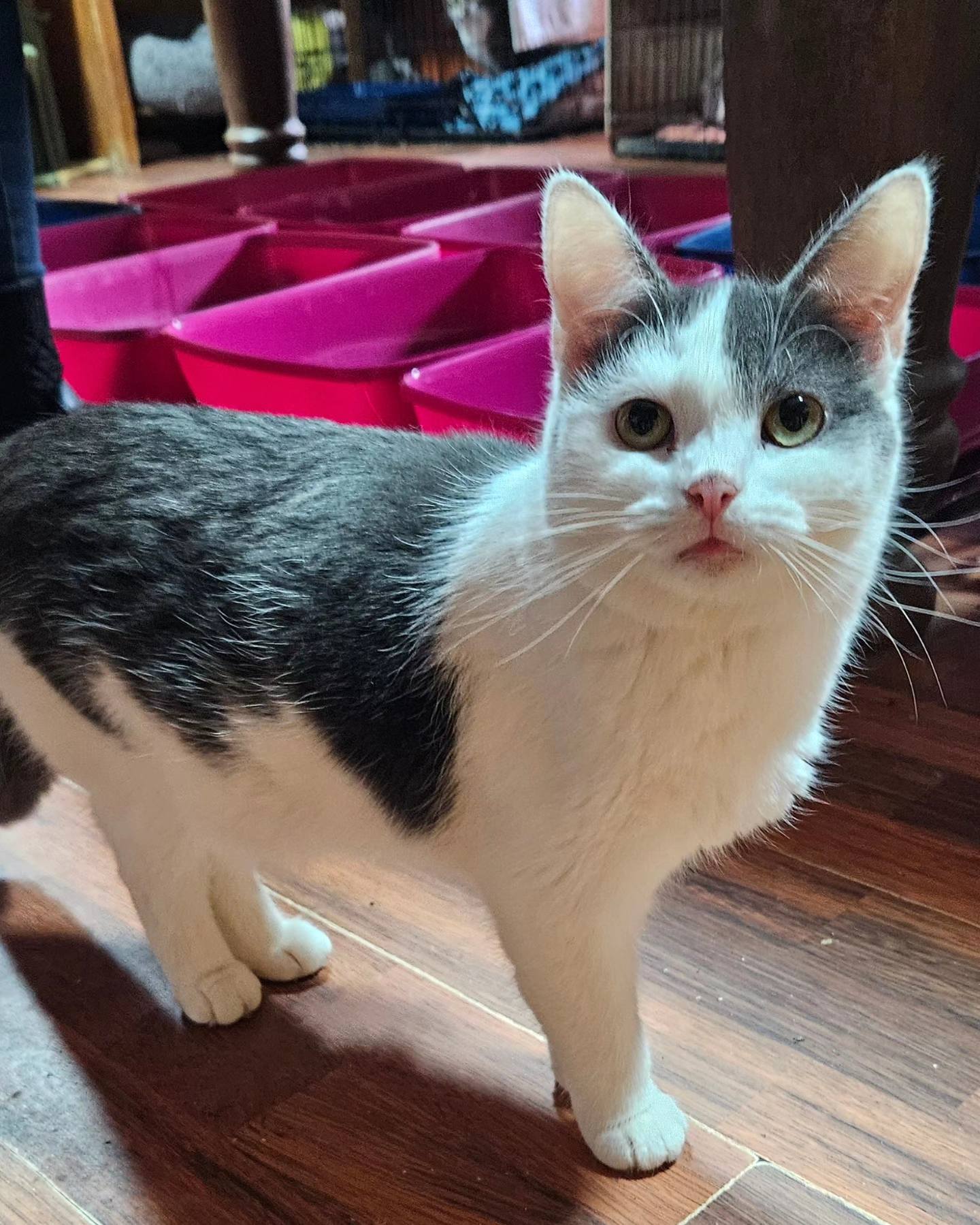 The Adorable Aurora - Farplace Animal Rescue