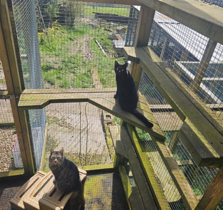 Catio