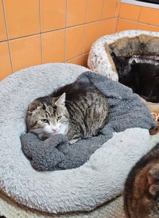 FiV unit