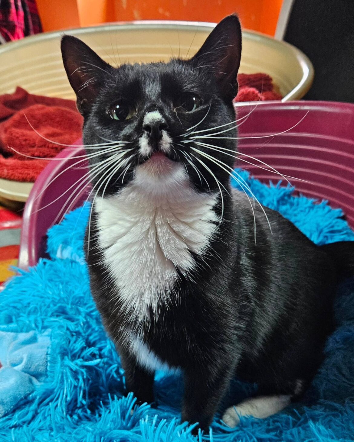Our Beautiful Patsy - Farplace Animal Rescue