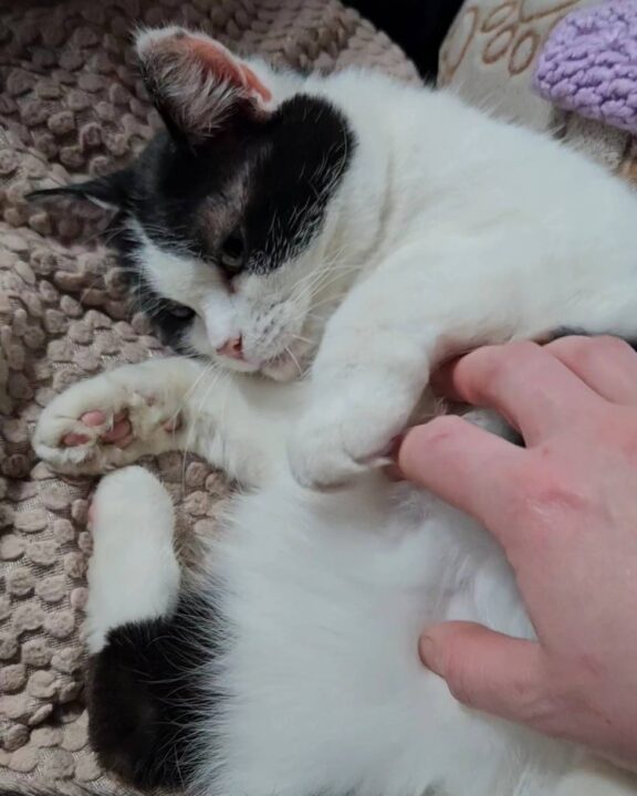 Thomasina Tickles