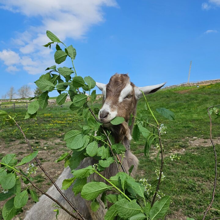 goat