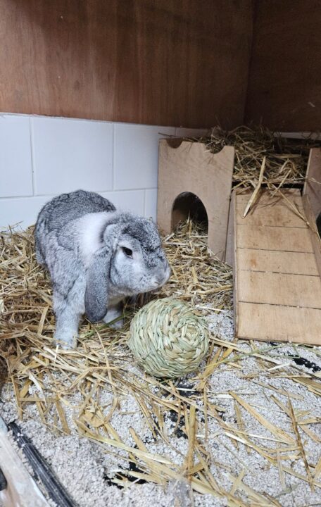 BigBunny