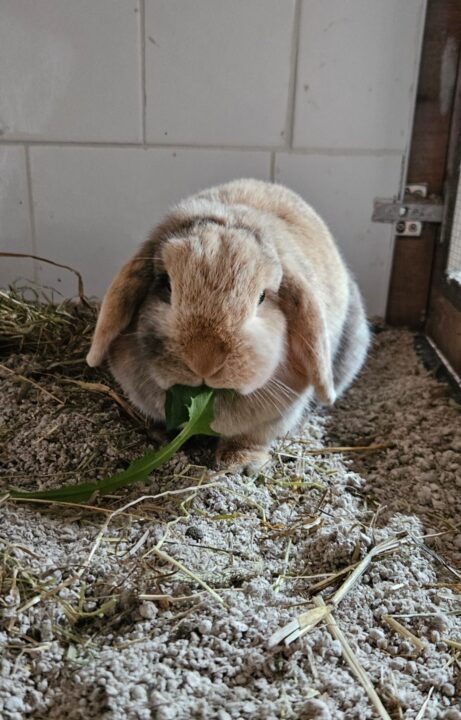 Floppy bunny