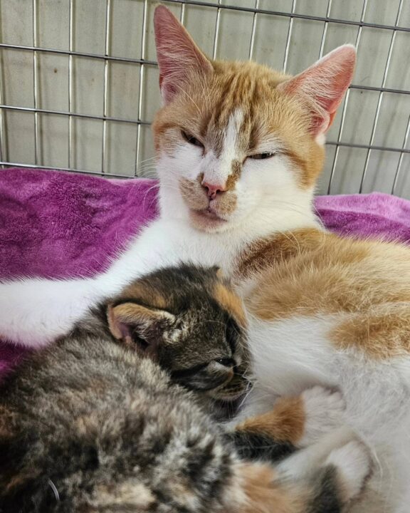 kitten