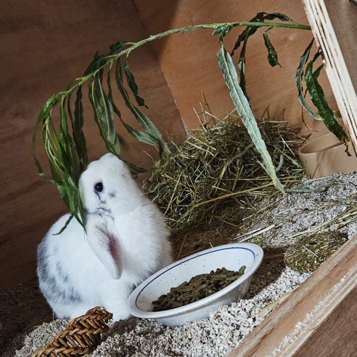Rabbit