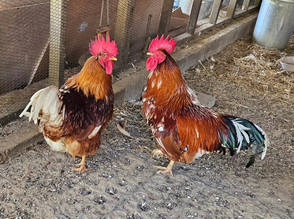 cocks