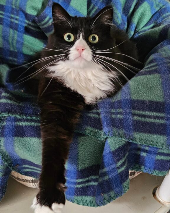 sitting cat2