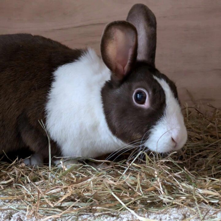 jack