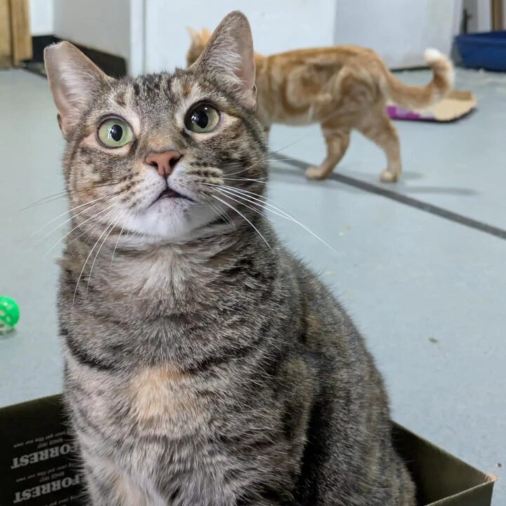 Maya