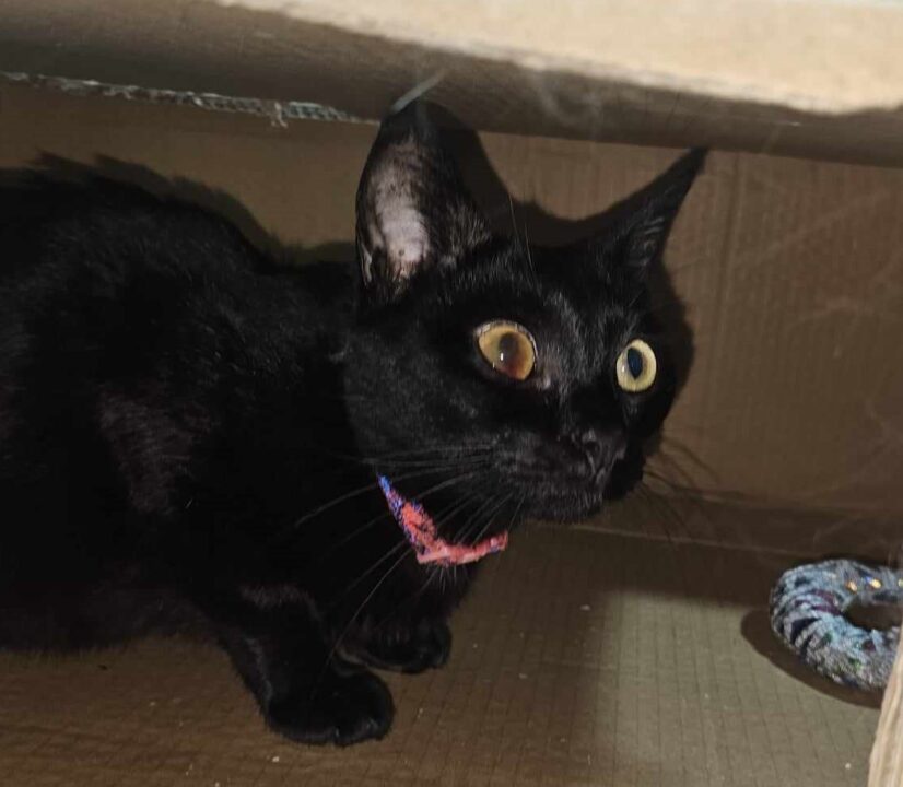 fip
