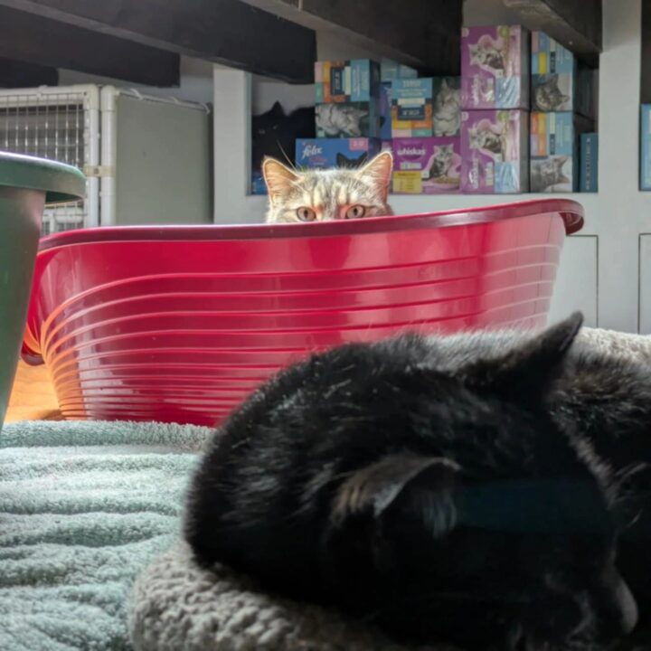 litter tray