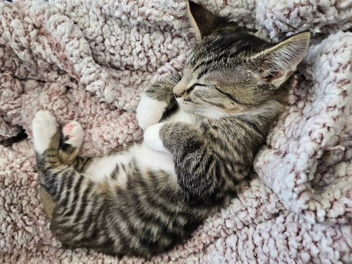kitten3