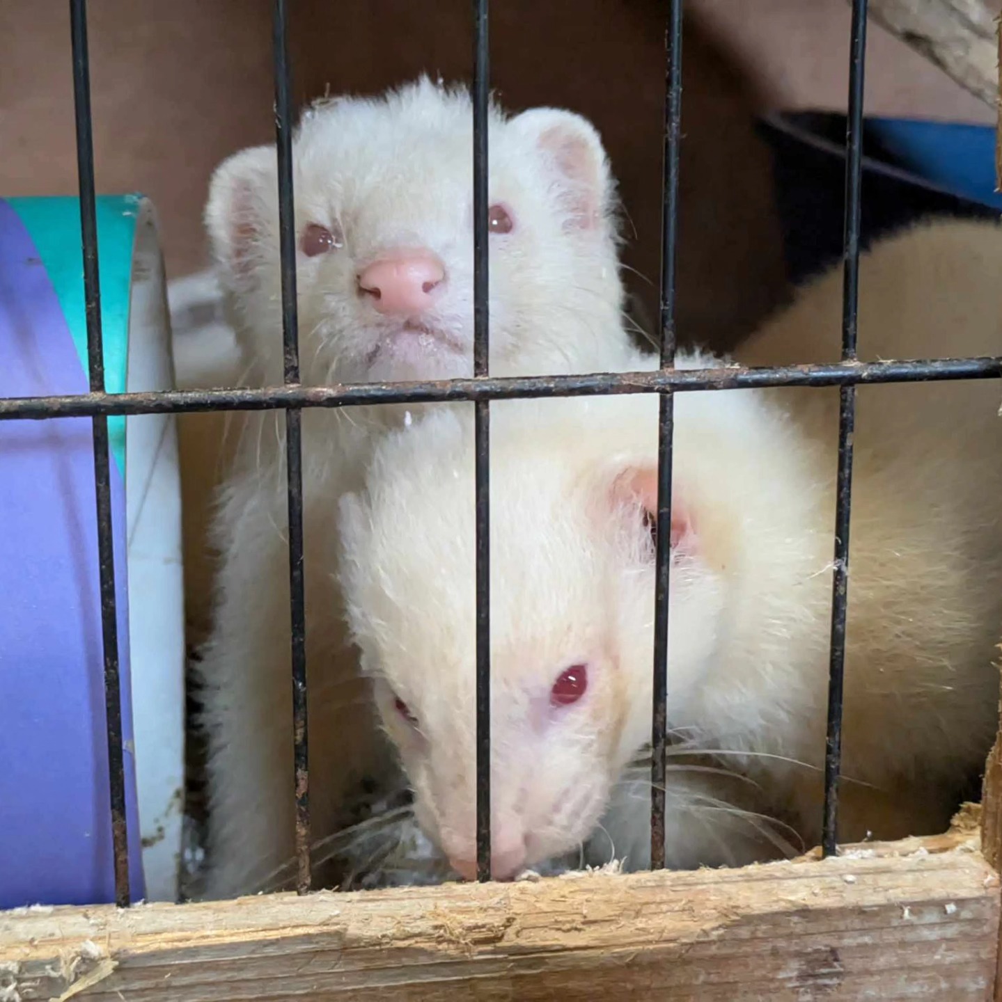 - Farplace Animal Rescue