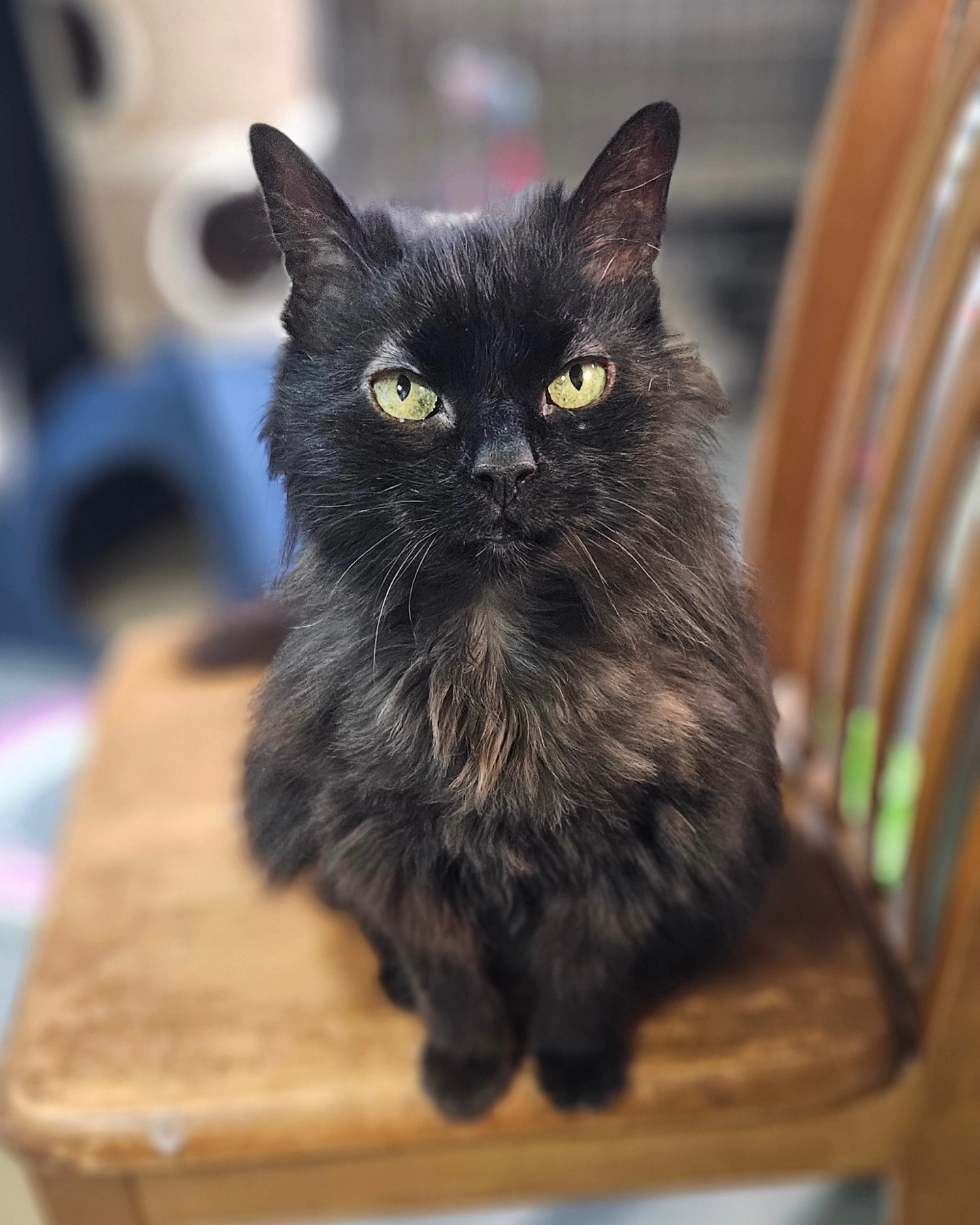 - Farplace Animal Rescue