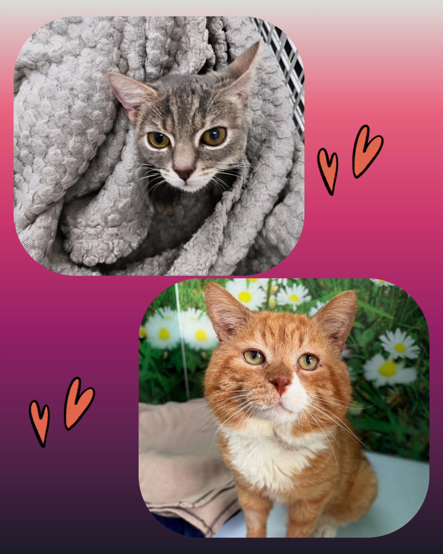 - Farplace Animal Rescue