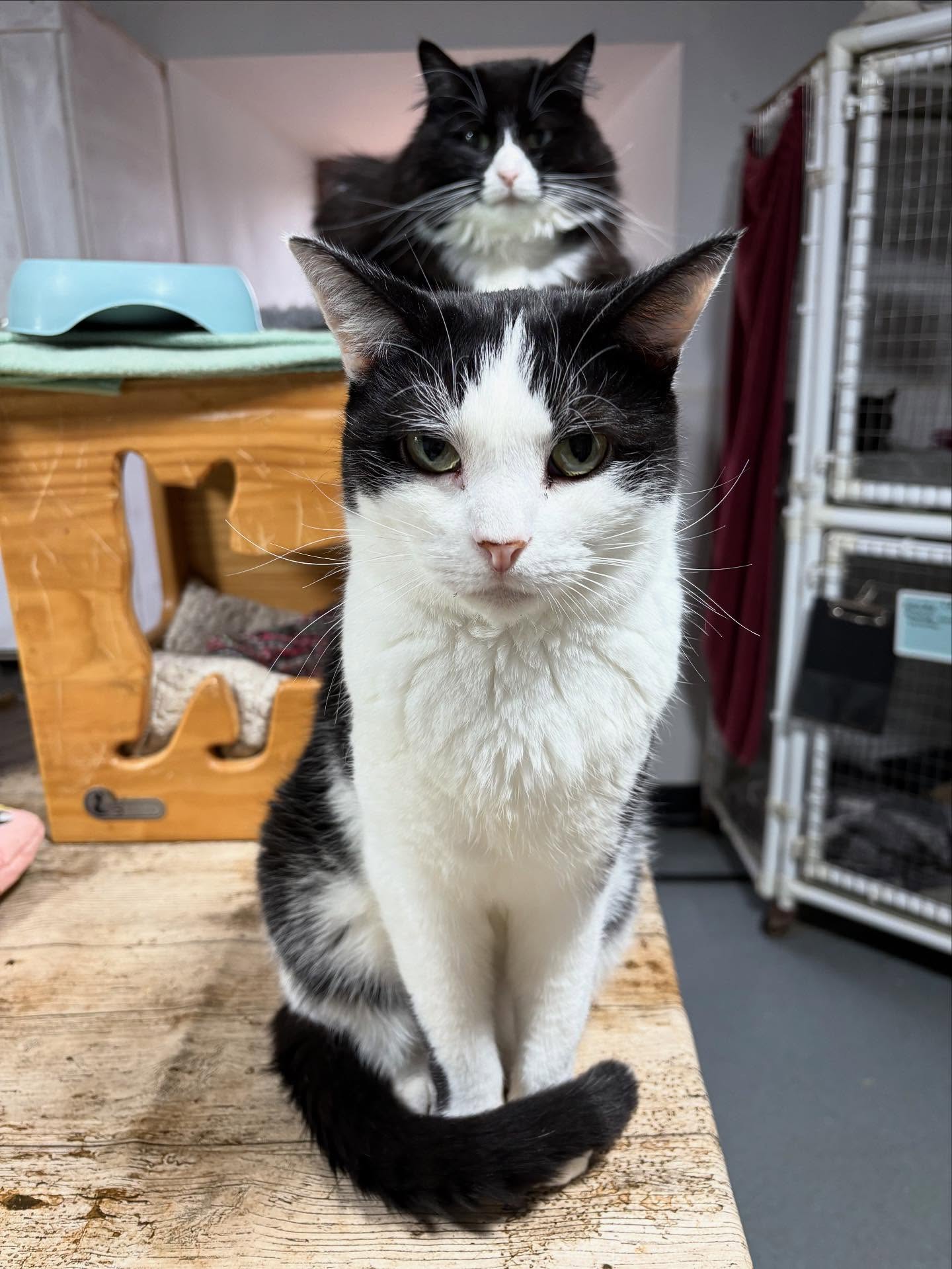 - Farplace Animal Rescue