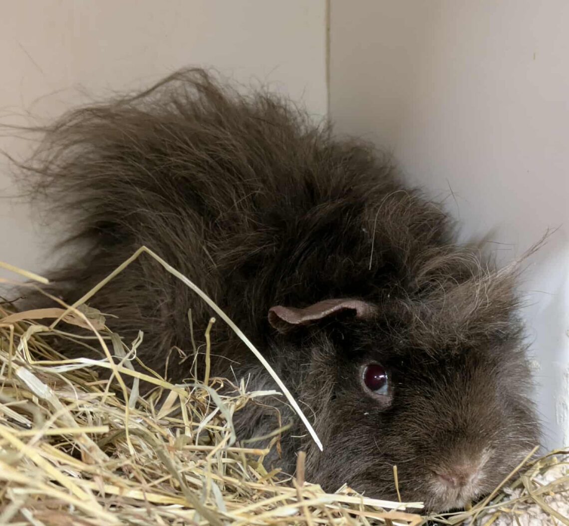 Animals for Adoption - Farplace Animal Rescue